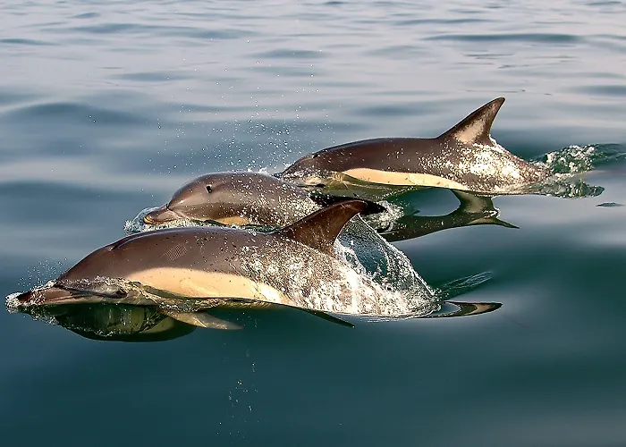 מלון Mare נאזרה